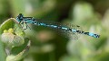 Coenagrion mercuriale male-